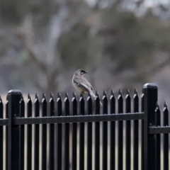 Anthochaera carunculata (Red Wattlebird) at Hume, ACT - 9 Aug 2020 by RodDeb