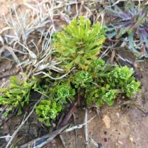 Facelis retusa at Lower Boro, NSW - 10 Aug 2020