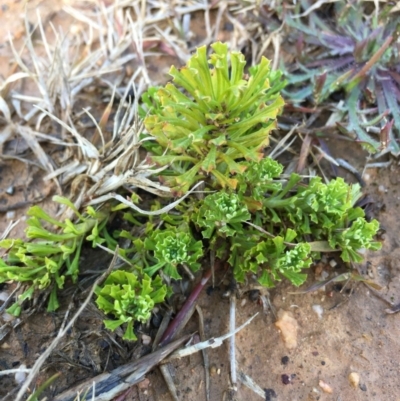 Facelis retusa (Trampweed) at Lower Boro, NSW - 10 Aug 2020 by mcleana