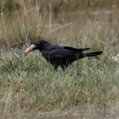 Corvus coronoides (Australian Raven) at Hume, ACT - 9 Aug 2020 by RodDeb