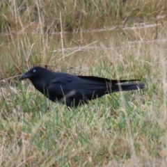 Corvus coronoides at Hume, ACT - 9 Aug 2020