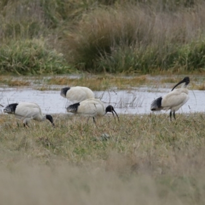 Threskiornis molucca (Australian White Ibis) at Hume, ACT - 9 Aug 2020 by RodDeb