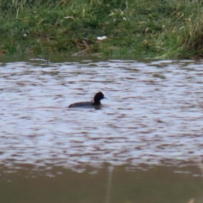 Fulica atra (Eurasian Coot) at Hume, ACT - 9 Aug 2020 by RodDeb