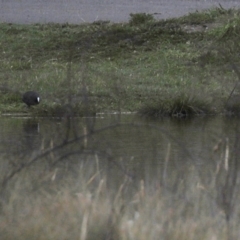 Fulica atra at Hume, ACT - 9 Aug 2020