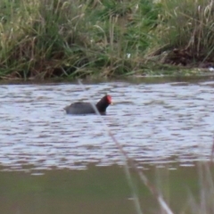 Gallinula tenebrosa (Dusky Moorhen) at Hume, ACT - 9 Aug 2020 by RodDeb