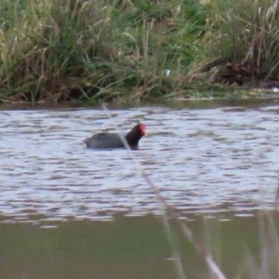 Gallinula tenebrosa (Dusky Moorhen) at Hume, ACT - 9 Aug 2020 by RodDeb