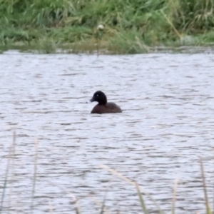 Aythya australis at Hume, ACT - 9 Aug 2020