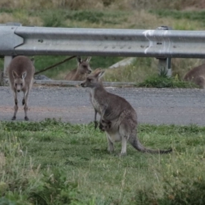 Macropus giganteus at Hume, ACT - 9 Aug 2020