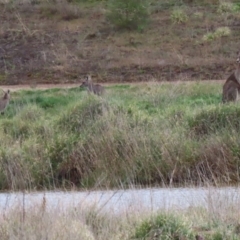 Macropus giganteus at Hume, ACT - 9 Aug 2020