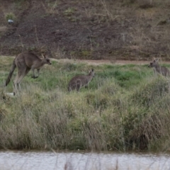 Macropus giganteus at Hume, ACT - 9 Aug 2020