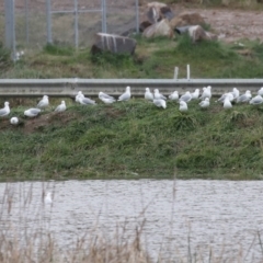 Chroicocephalus novaehollandiae (Silver Gull) at Hume, ACT - 9 Aug 2020 by RodDeb