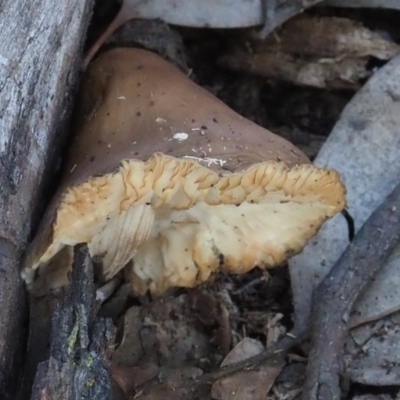 zz agaric (stem; gills white/cream) at Macgregor, ACT - 18 Jul 2020 by Caric