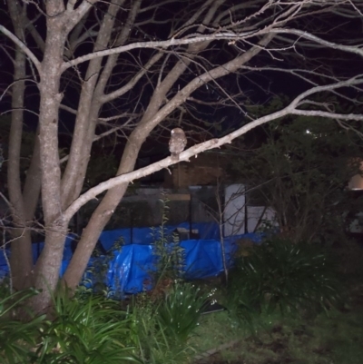 Ninox boobook (Southern Boobook) at Cook, ACT - 4 Aug 2020 by Leasha357