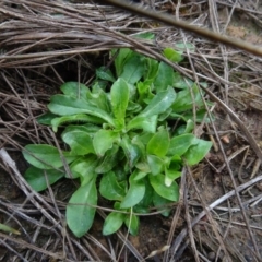 Hypochaeris radicata at Franklin, ACT - 1 Aug 2020 by AndyRussell