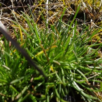 Isoetopsis graminifolia (Grass Cushion Daisy) at Mulanggari Grasslands - 1 Aug 2020 by AndyRussell