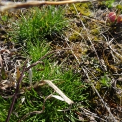 Isoetopsis graminifolia at Franklin, ACT - 1 Aug 2020