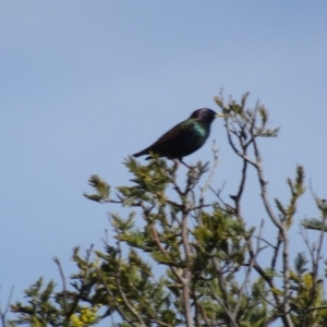 Sturnus vulgaris at Franklin, ACT - 1 Aug 2020