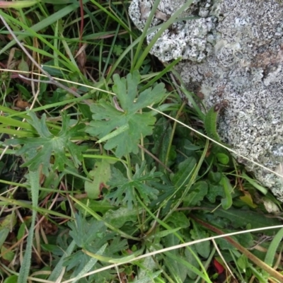 Geranium (genus) (Geranium) at Mulanggari Grasslands - 1 Aug 2020 by AndyRussell