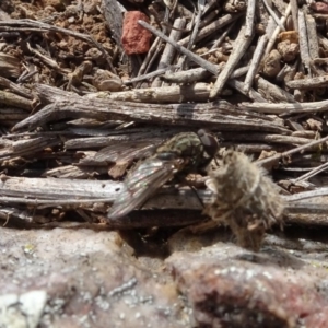 Helina sp. (genus) at Franklin, ACT - 1 Aug 2020