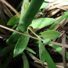 Einadia nutans subsp. nutans at Franklin, ACT - 1 Aug 2020 11:56 AM