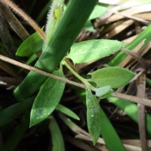 Einadia nutans subsp. nutans at Franklin, ACT - 1 Aug 2020