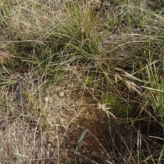 Rytidosperma sp. (Wallaby Grass) at Franklin, ACT - 1 Aug 2020 by AndyRussell