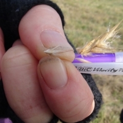 Rytidosperma sp. at Franklin, ACT - 1 Aug 2020