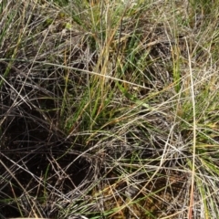 Rytidosperma sp. at Franklin, ACT - 1 Aug 2020