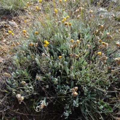 Chrysocephalum apiculatum (Common Everlasting) at Franklin, ACT - 1 Aug 2020 by AndyRussell