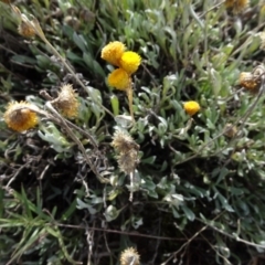 Chrysocephalum apiculatum at Franklin, ACT - 1 Aug 2020