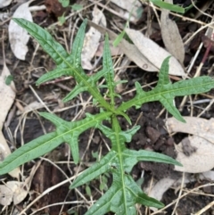 Solanum aviculare (Kangaroo Apple) at Black Range, NSW - 10 Aug 2020 by StephH