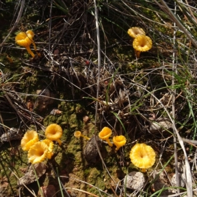 Lichenomphalia chromacea (Yellow Navel) at Mulanggari Grasslands - 1 Aug 2020 by AndyRussell