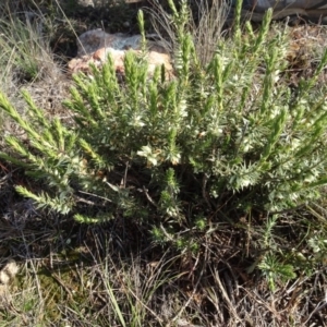 Melichrus urceolatus at Franklin, ACT - 1 Aug 2020