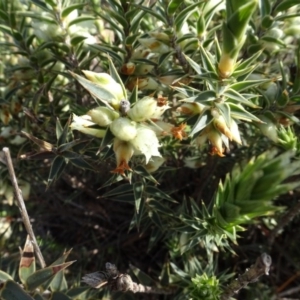 Melichrus urceolatus at Franklin, ACT - 1 Aug 2020 12:11 PM