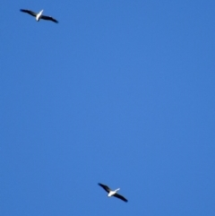 Pelecanus conspicillatus (Australian Pelican) at Weston, ACT - 10 Aug 2020 by AliceH