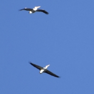 Pelecanus conspicillatus at Weston, ACT - 10 Aug 2020