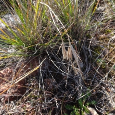 Themeda triandra (Kangaroo Grass) at Franklin, ACT - 1 Aug 2020 by AndyRussell