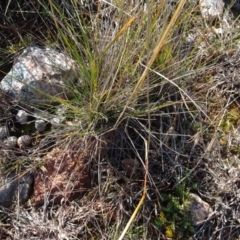 Themeda triandra at Franklin, ACT - 1 Aug 2020 12:12 PM