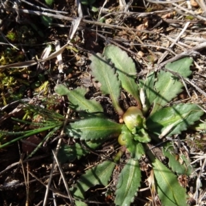 Solenogyne dominii at Franklin, ACT - 1 Aug 2020