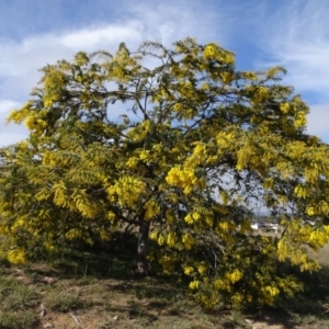 Acacia baileyana at Franklin, ACT - 1 Aug 2020