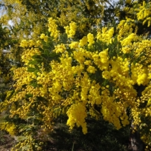 Acacia baileyana at Franklin, ACT - 1 Aug 2020