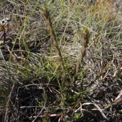 Pimelea curviflora (Curved Rice-flower) at Mulanggari Grasslands - 1 Aug 2020 by AndyRussell