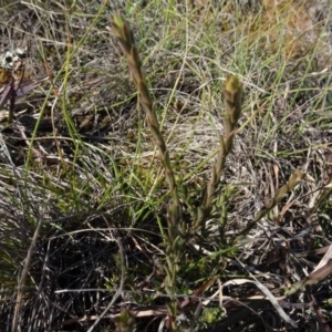 Pimelea curviflora at Franklin, ACT - 1 Aug 2020 12:57 PM