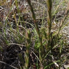 Pimelea curviflora at Franklin, ACT - 1 Aug 2020 12:57 PM