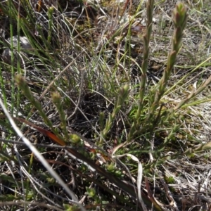 Pimelea curviflora at Franklin, ACT - 1 Aug 2020