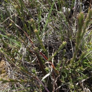 Pimelea curviflora at Franklin, ACT - 1 Aug 2020 12:57 PM