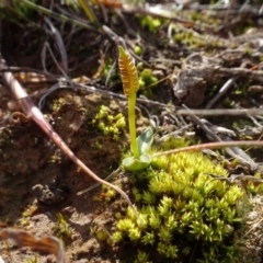 Ophioglossum lusitanicum (Adder's Tongue) at Franklin, ACT - 1 Aug 2020 by AndyRussell