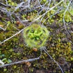 Drosera (genus) (A Sundew) at Mulanggari Grasslands - 1 Aug 2020 by AndyRussell