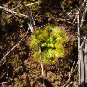 Drosera sp. at Franklin, ACT - 1 Aug 2020