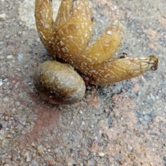 Astraeus hygrometricus (Barometer Earthstar) at Page, ACT - 9 Aug 2020 by CattleDog